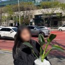 허밍그린 이미지