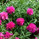 장도낙지 이미지