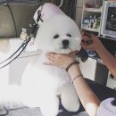 조은애견미용 이미지