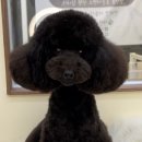 뽀프퍼피 이미지