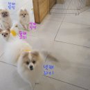 로몽 - 부천시 원미구 | 사직동 애견호텔, 애견유치원 "로몽"호텔링후기!
