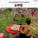 감탄떡볶이 일원점 | 양산 원동 순매원 매화 개화상황｜2026 원동매화축제 미리 다녀온 후기