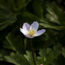 바람꽃 이미지