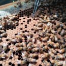 한국양봉농협 동물병원 이미지