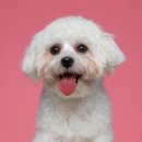 하스펫탈동물병원 이미지