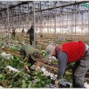 기봉농장 이미지