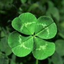 네잎클로버 이미지