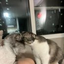 벨라 그루밍 이미지