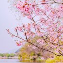 경안천습지생태공원 | 경기도 광주 벚꽃 명소 팔당 물안개공원 경안천습지생태공원 둘레길 볼거리