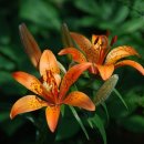 나리반점 이미지