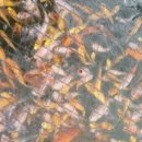 꽃뫼카페휴게소 이미지