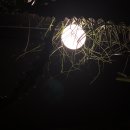 더머스탱