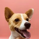 올리스 펫 쌀롱 이미지