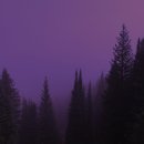 소리의 숲 이미지