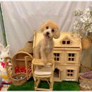 개르띠에 이미지