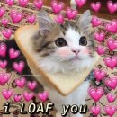 Leo i want to send you a letter ＜3🌷 이미지