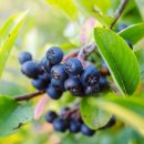 아로니아 이미지