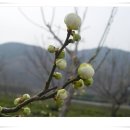 섬진강 매화 나루 이미지