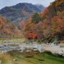 고요한 숲 이미지