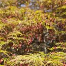 단풍나무 꽃 이미지