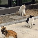 하조대 미니멀하우스 | 강원도 양양 신상 감성 숙소 초깔끔 독채 풀빌라 풀라운지 펜션 &amp; 글램핑
