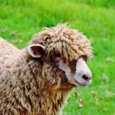 포니랜드 이미지