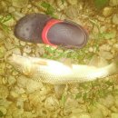 상중도뱃터 이미지