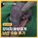 초록동물병원 | 서초 동물병원 강아지 난산 제왕절개 수술 후기