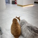 바하 고양이 병원 이미지