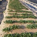 전원농장 이미지