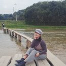 한다리마을 | 영주 가볼만한곳 무섬마을 육지속의 섬 넓은 백사장 외나무다리