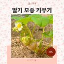 감염병으로부터 우리 아이 건강하게 키우기 | 아이들과 집에서 딸기 모종 키우기 설향 노지 딸기 물주기