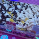 미니돌(MINI DOLL) | 청주 시내 성안길 미니돌 mini doll 인형뽑기 가챠샵