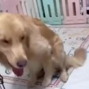 멍이와냥이 이미지