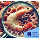 알래스카수산 Daum카페