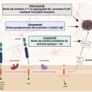 원바이오젠 | 알츠하이머3 - Amyloid, 절반의 성공과 가능성?