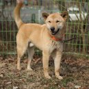 애견전람회 이미지