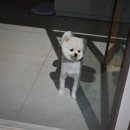 로로앤독 이미지