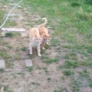 애련농장 이미지