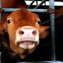 대일농장 이미지