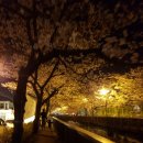 경남 진해 벚꽃 실시간 이미지