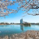 경기도 벚꽃 명소 가볼만한곳(수원 벚꽃축제) 이미지