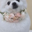 서울애견 미용실 이미지