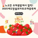 노오란 유채꽃밭에서 찰칵! 2025세도방울토마토유채꽃축제