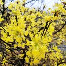 고촌마을 표지석 앞 | 제천 금수산 등산 코스 산수유마을 산책까지! 승우여행사 당일 트레킹 후기