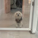 나에개, 반하냥 이미지