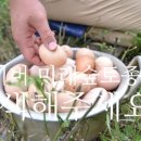 미래숲 토종닭