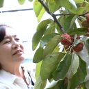 홍진농장 | 박원숙의 같이 삽시다 236회 아산 여행 - 꾸지뽕수확 신정호정원 외암민속마을