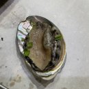 [광주/월계동] 첨단 곁들이 찬(스끼다시)이 정말 맛있는 룸 있는 횟집 &#34;황금어장” 후기