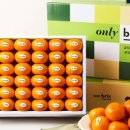 브릭스(Brix) 이미지